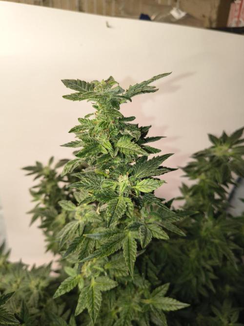 Whiskey Zulu auto. Week 11