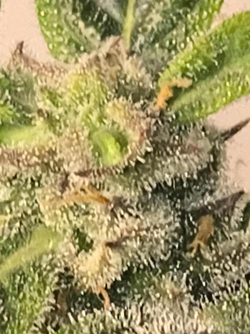 Whiskey Zulu auto. Week 11