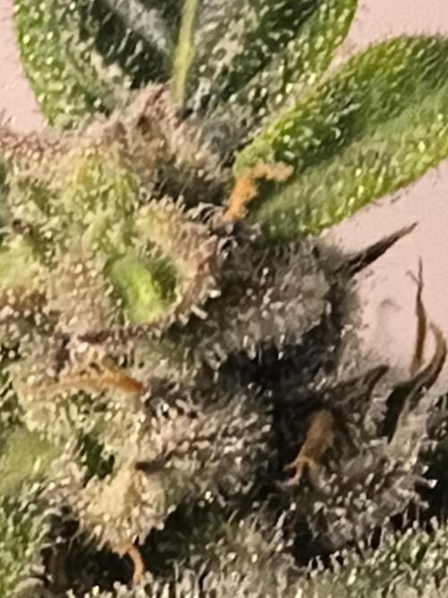 Whiskey Zulu auto. Week 11