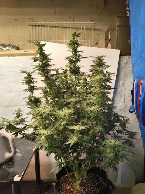 Whiskey Zulu auto. Week 11
