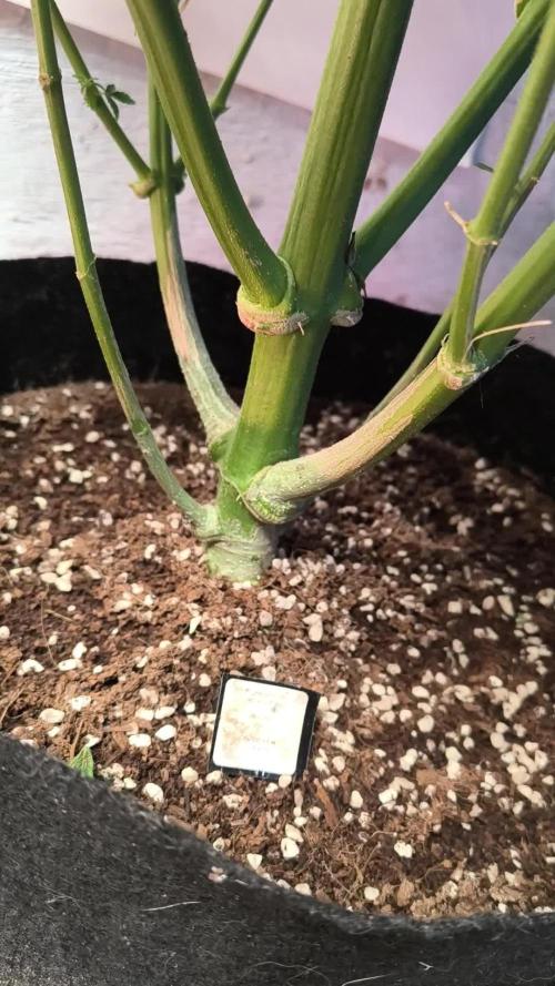 Whiskey Zulu auto
