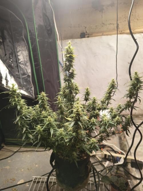 Orange cookies auto. Week 10