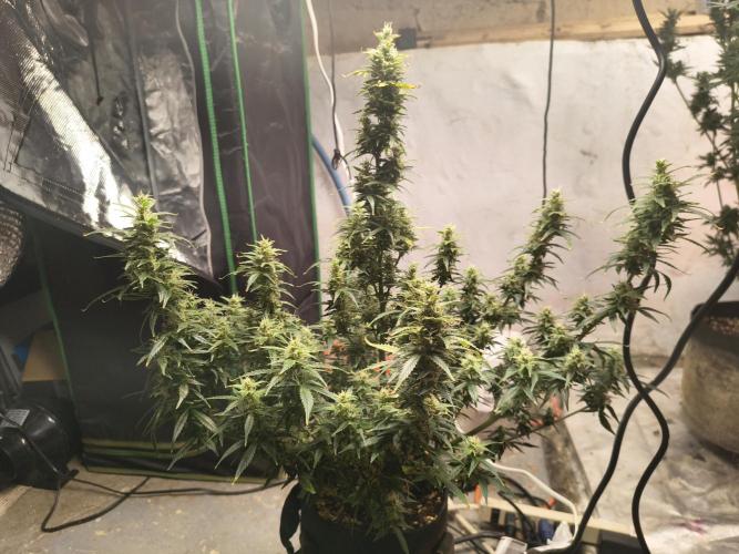 Orange cookies auto. Week 10