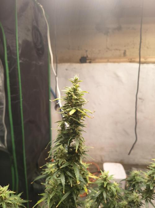 Orange cookies auto. Week 10