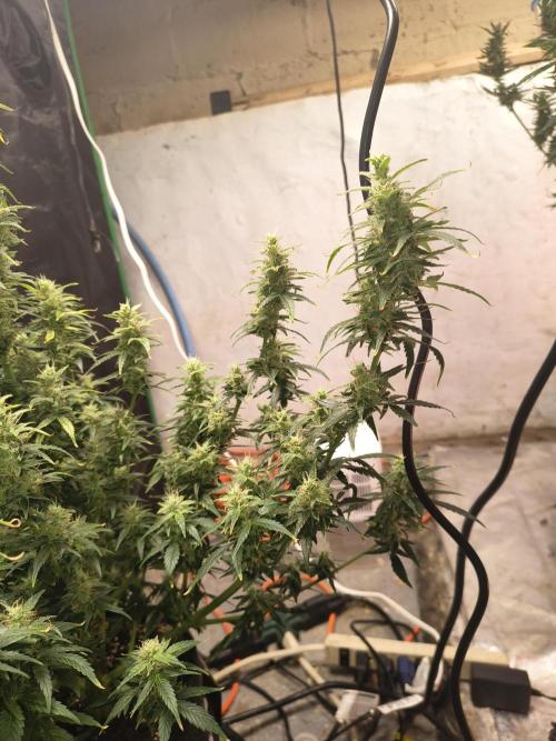 Orange cookies auto. Week 10
