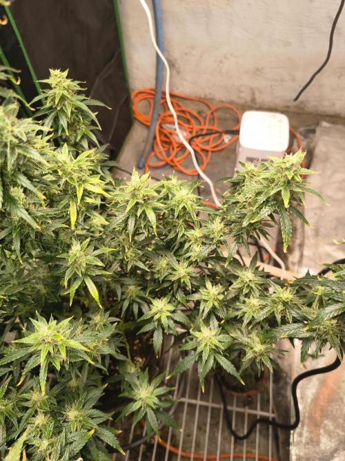 Orange cookies auto. Week 10
