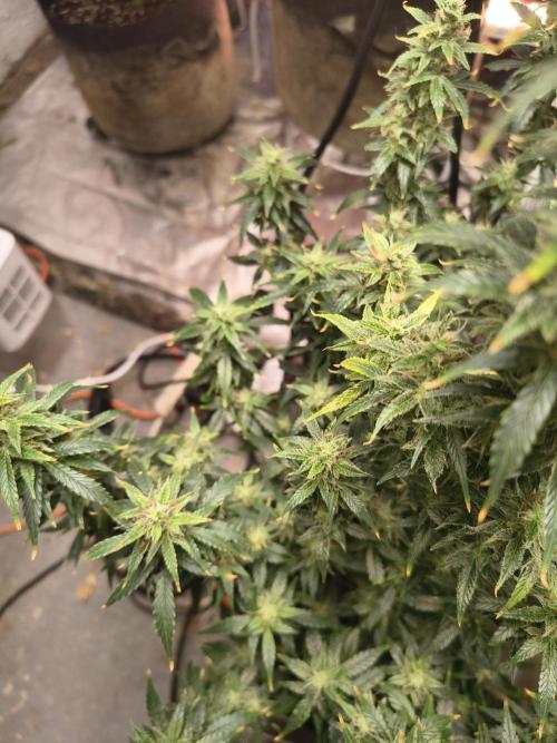Orange cookies auto. Week 10