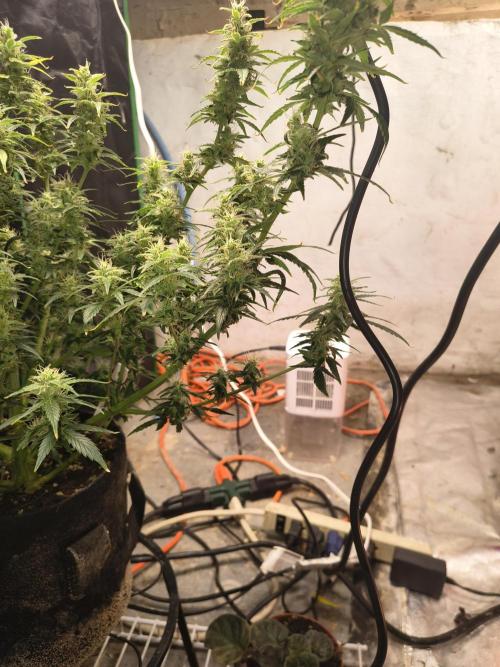 Orange cookies auto. Week 10