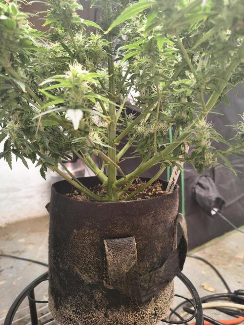 Orange cookies auto. Week 10