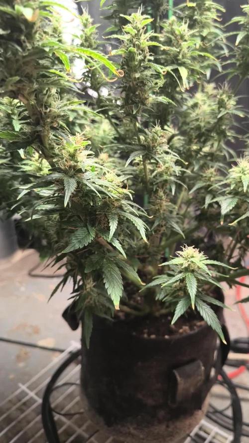 Orange cookies auto