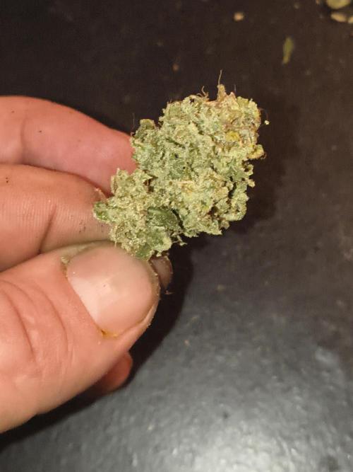 Gelonade auto. Week 16
