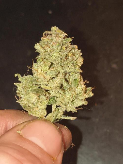 Gelonade auto. Week 16
