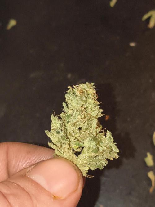 Gelonade auto. Week 16