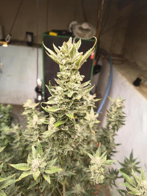 Sticky broccoli. Week 14