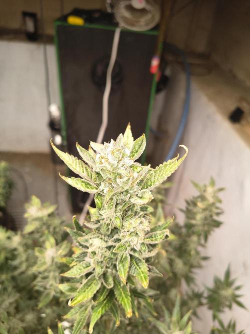 Sticky broccoli. Week 14