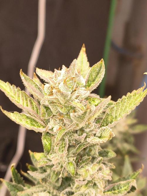 Sticky broccoli. Week 14