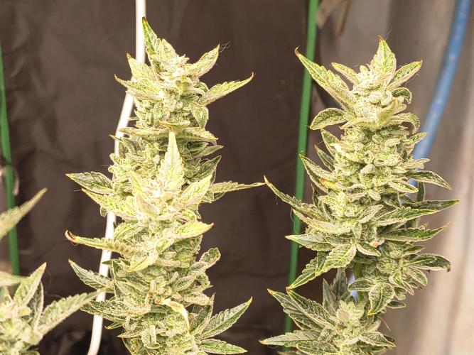Sticky broccoli. Week 14