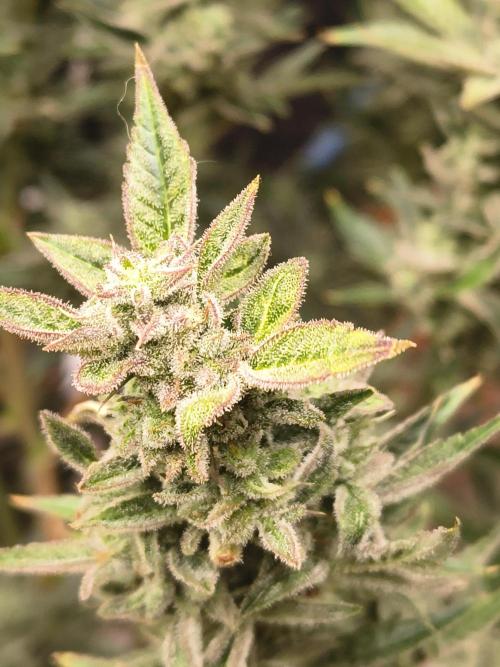 Sticky broccoli. Week 14