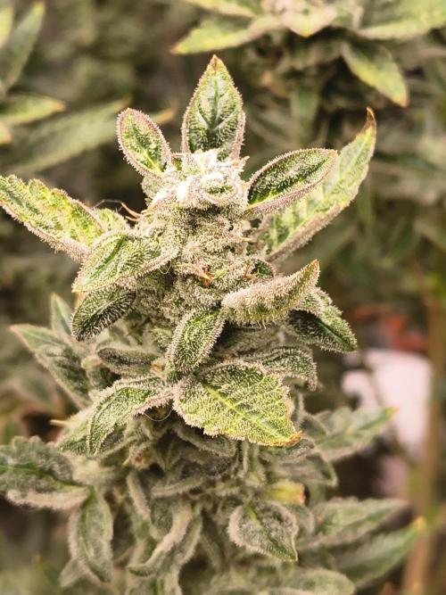 Sticky broccoli. Week 14