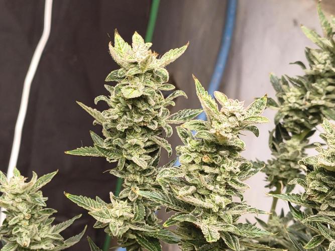 Sticky broccoli. Week 14