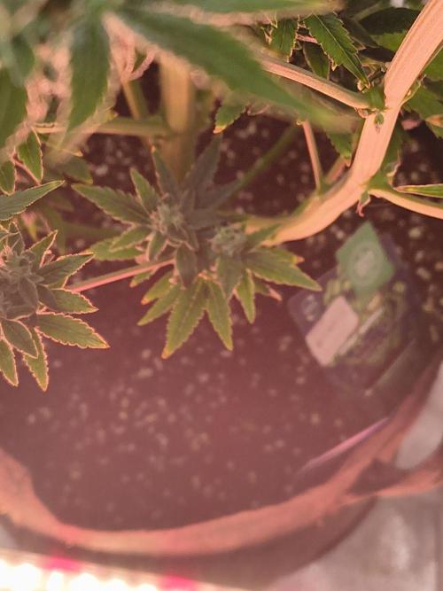 Sticky broccoli. Week 14