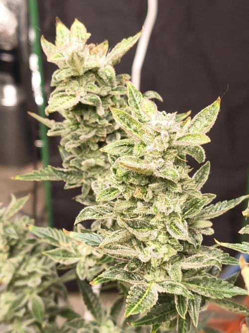 Sticky broccoli. Week 14