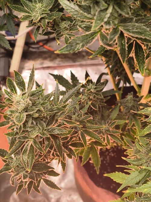 Sticky broccoli. Week 14