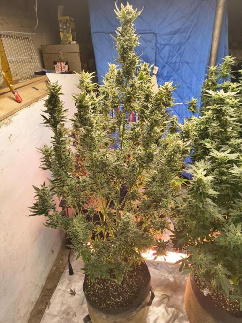 Sticky broccoli. Week 14