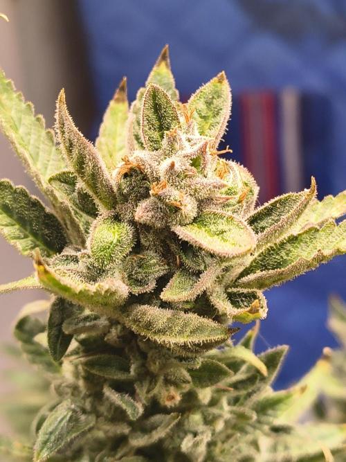 Sticky broccoli. Week 14