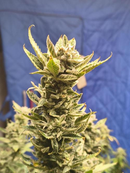 Sticky broccoli. Week 14