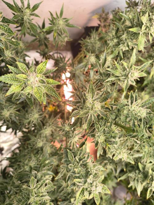 Sticky broccoli. Week 14