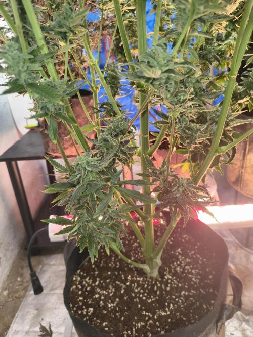 Sticky broccoli. Week 14