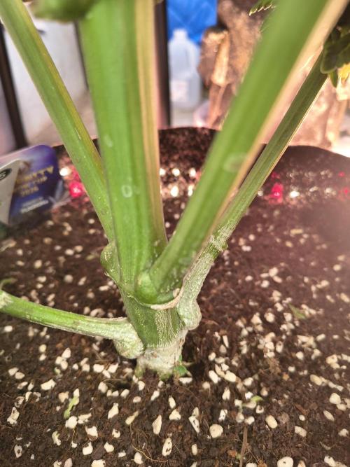 Sticky broccoli. Week 14