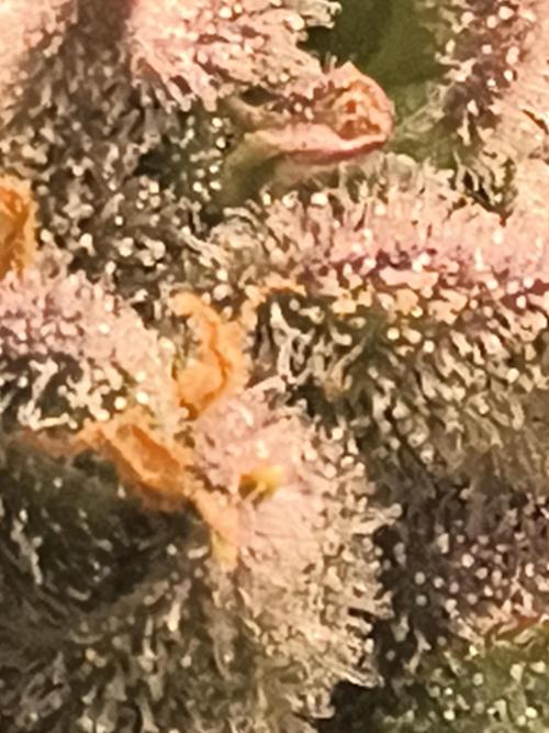 Sticky broccoli. Week 14
