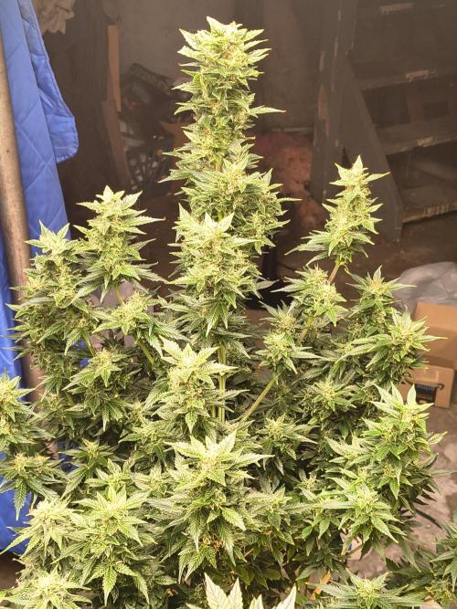 Sticky broccoli. Week 14
