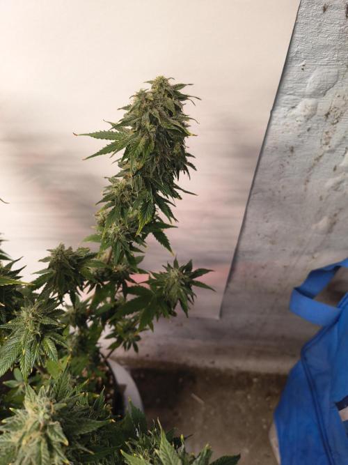 Northern Lights Auto. Week 10