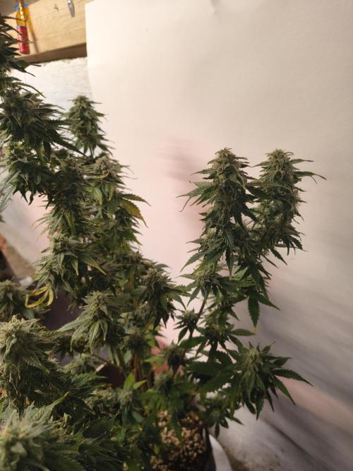 Northern Lights Auto. Week 10