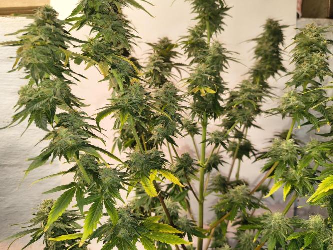 Northern Lights Auto. Week 10