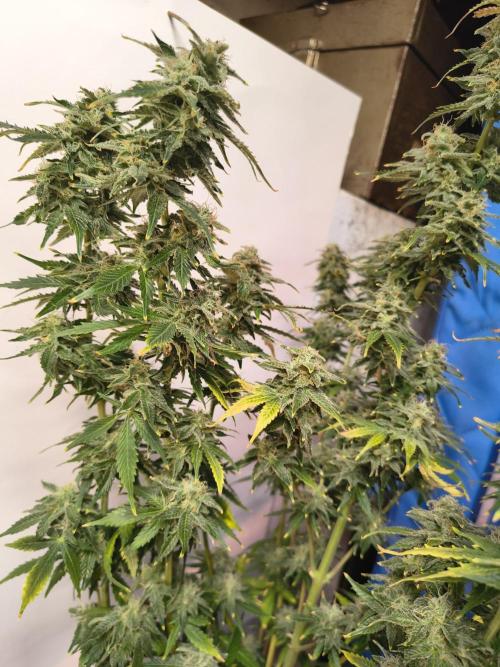 Northern Lights Auto. Week 10