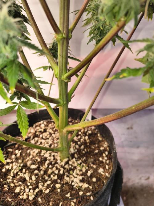Northern Lights Auto. Week 10