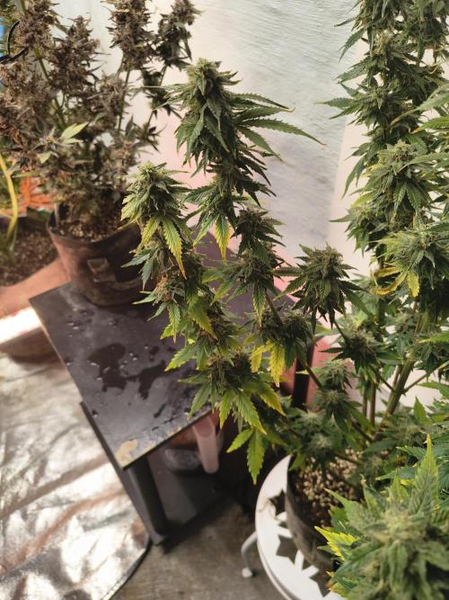 Northern Lights Auto. Week 10