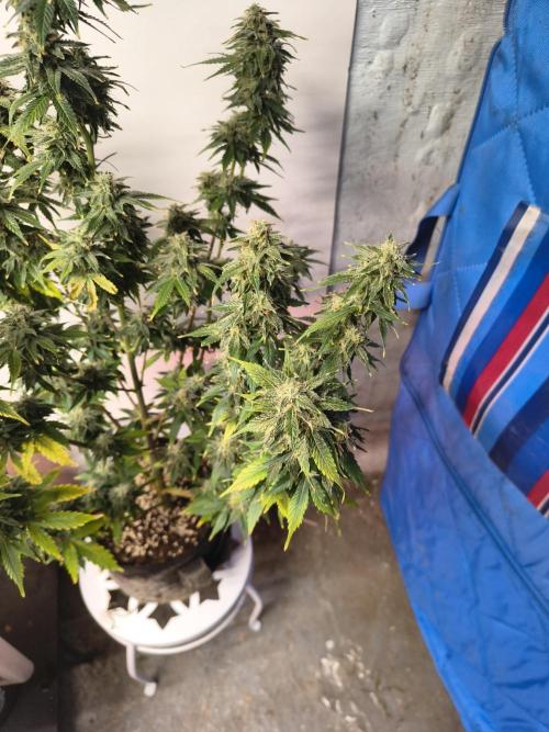 Northern Lights Auto. Week 10