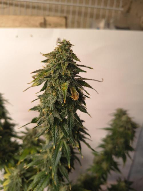 Northern Lights Auto. Week 10