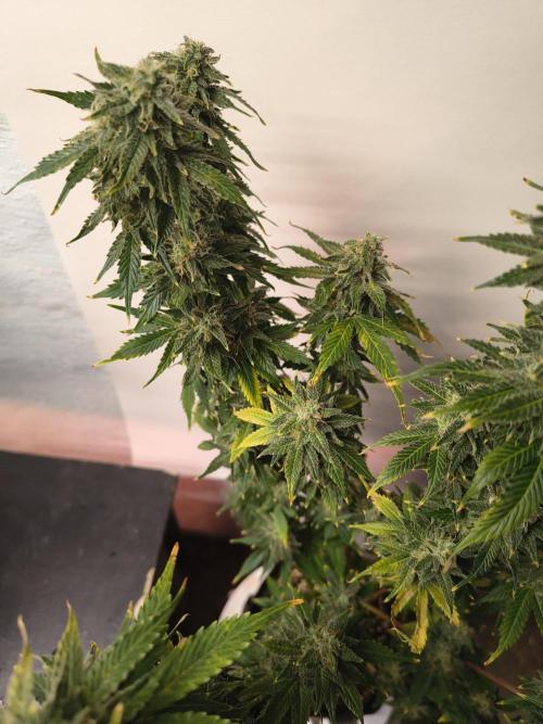 Northern Lights Auto. Week 10