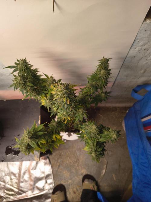 Northern Lights Auto. Week 10