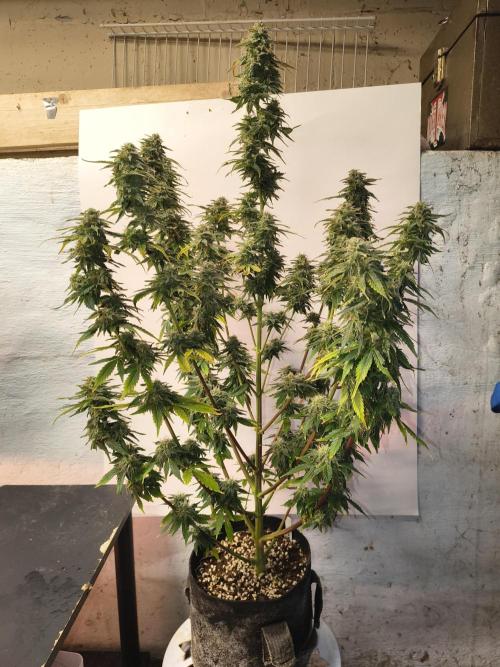 Northern Lights Auto. Week 10