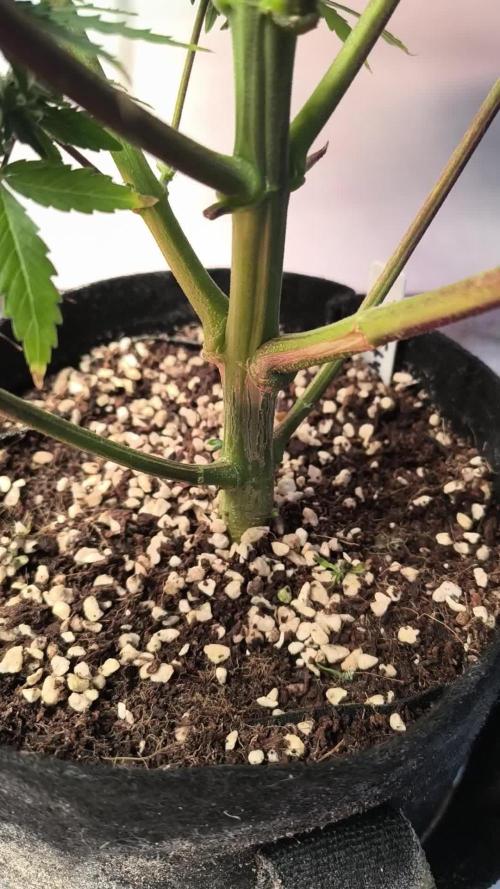 Northern Lights Auto
