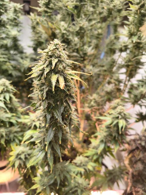 Northern Lights Auto. Week 10