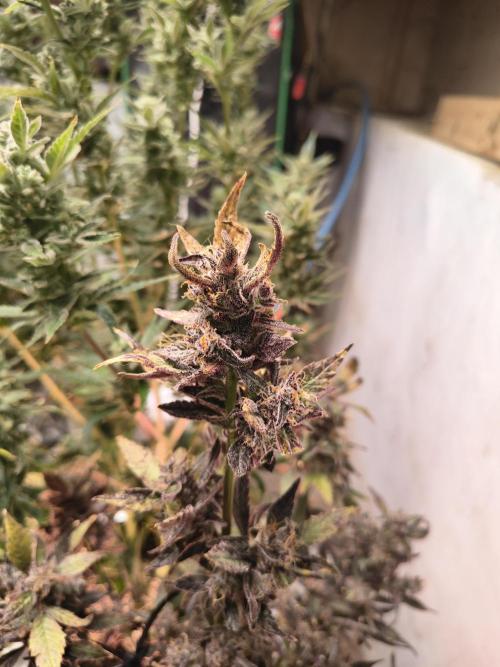 Gmo auto. Week 10