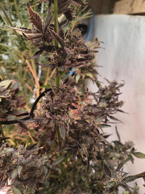 Gmo auto. Week 10
